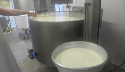 Extraction d’enzyme Coagulant le lait à partir de proventricules de poulet
