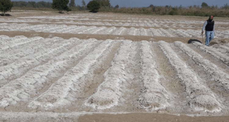 La salinisation des sols en Algérie Cartographie, de salinité dans une parcelle cultivée de la plaine de la Mina (Relizane)