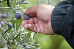 البيئة الملائمة لزراعة أشجار الزيتون الاحتیاجات الزراعیة لشجرة الزيتون