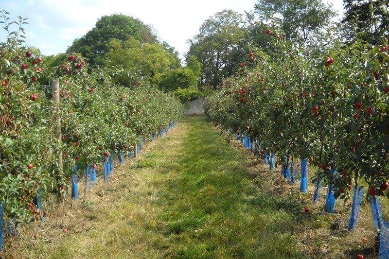 المسافة التي تزرع عليها أشجار الفاكهة في البستان الهندسة الزراعية