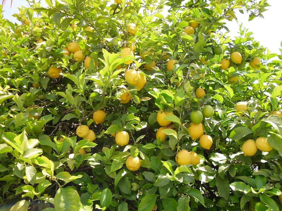زراعة شجرة الليمون الهندسة الزراعية