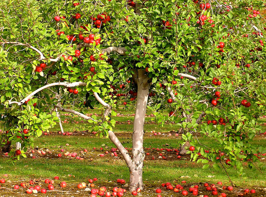 نمت أشجار التفاح التي زرعها المزارع بعد مرور