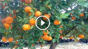 مميزات البرتقال أبو سرة واشنطن او المليسى للتصدير