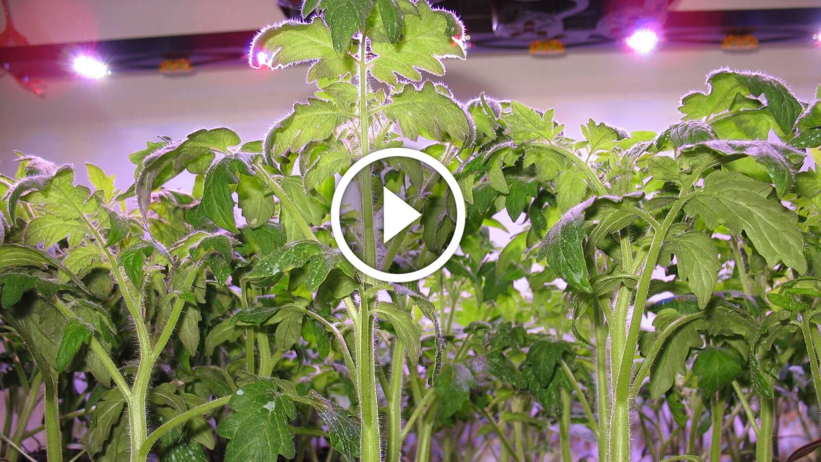 فيديو .. زراعة الطماطم فى الاراضى الصحراوية مكافحة النيماتودا واعفان الجذور وزيادة النمو الخضري