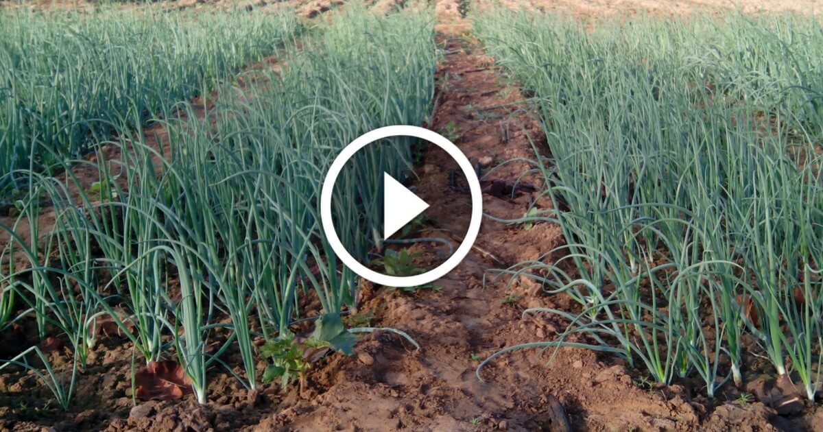 فيديو .. زراعة البصل واهم المعاملات والتسميد ومكافحة الافات فى عمر ثلاث شهور