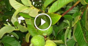 زراعة الجوافة واهم المعاملات الزراعية ومكافحة اخطر الافات