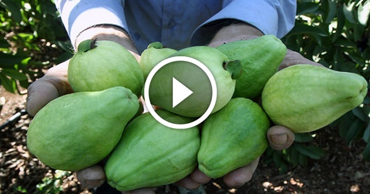 زراعة الجوافة فكرة تحويل الجوافة الصيفي الى الجوافة الشتوي