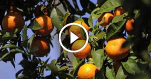 فيديو .. زراعة البرتقال وعلامات نقص العناصر الصغري الحديد الزنك المنجنيز والمغنسيوم وطرق العلاج