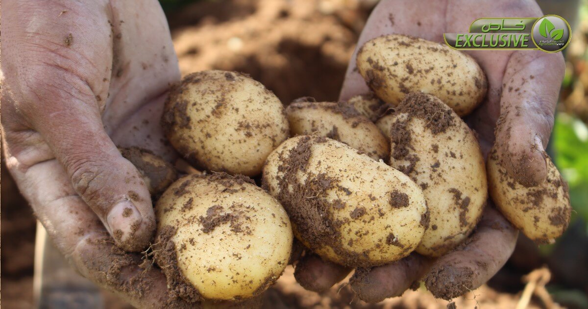 الأصل الجغرافي والوراثي لنبات البطاطا المزروعة