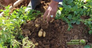 تأثير التسميد العضوي على نمو وإنتاج البطاطا