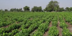 فستق الحقل ( الفول السوداني ) Groundnut تأثير الاجهاد الملحي على انبات ونمو النبات الزراعة وتعزيز الأمن الغذائي في البلدان النامية