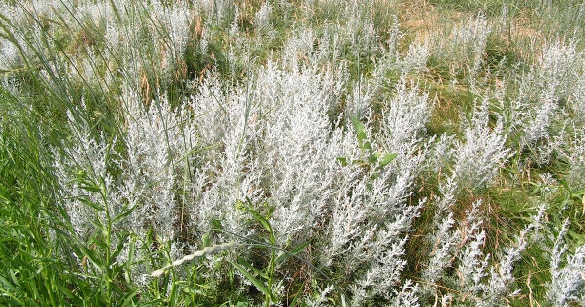 الشيح البرى Artemisia cinae