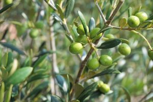 زراعة وانتاج الزيتون أھمیة زراعة الزیتون في الجزائر
