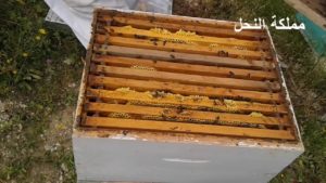 تفقد خلايا النحل بعد خمس وعشرون يوما من وضع العسالات / مملكة النحل