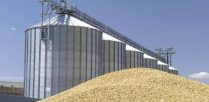 آثار ومبيدات الحبوب المخزونة مفهوم الأمن الغذائي