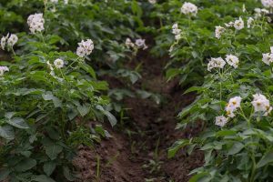مرفولوجيا نبات البطاطس التباينات الجسمية المحدثة عند نبات البطاطس تحت الظروف المخبرية قصد تحسين مقاومتها للملوحة