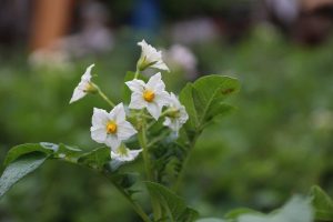 أصل وتطور البطاطا انتقاء النباتات المقاومة للملوحة تعريف الإجهاد البيئي