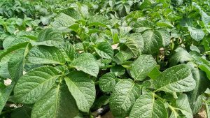 مكانة البطاطس في الزراعة العالمية مفهوم الإجهاد الملحي