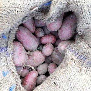 نبات البطاطا صنف Kuroda