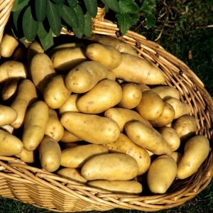 القيمة الغذائية لنبات البطاطا